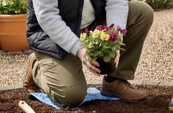 Planting spring flowers in garden